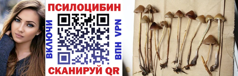 купить наркоту  Сураж  Галлюциногенные грибы прущие грибы 